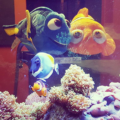 Dory & Nemo